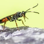 Ce înseamnă când ai furnici cu aripi în casă? Interpretări și superstiții